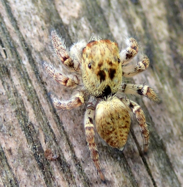 Carrhotus xanthogramma - Sernaglia della Battaglia (TV)